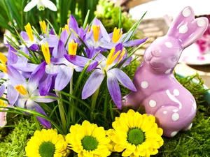 crocuses, Easter, Wild Rabbit