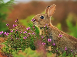 Wild Rabbit, heather