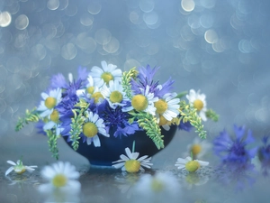 Wildflowers, cornflowers, camomiles