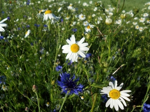 Flowers, camomiles, Chaber, Wildflowers