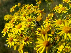 Yellow, Flowers, Doronicum, Wildflowers