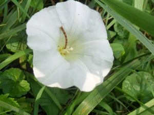 White, Leaf, Wilec, Colourfull Flowers