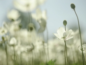 Snowdrop Windflower, Flowers, blur, White