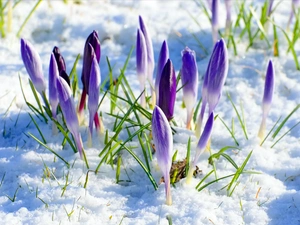 winter, purple, crocuses