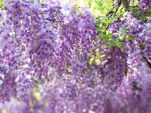 wistaria