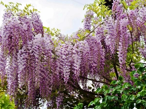 wistaria, Garden, Blossoming