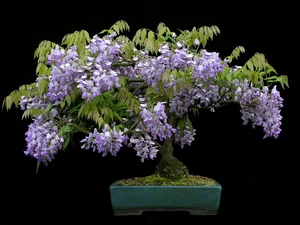 Bonsai, Black, background, wistaria