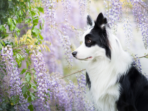 dog, Flowers, wistaria, Border Collie