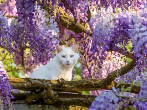 Flowers, wistaria, cat, trees, White