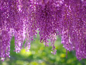 wistaria, Flowers, climber