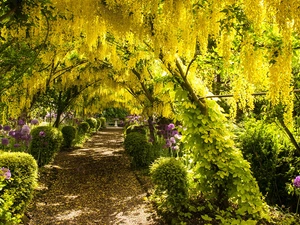 Bush, alley, Flowers, wistaria, Garden, purple, Allium