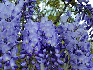 wistaria, Blue, Flowers