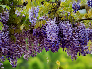 wistaria, purple, Flowers