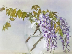 Flowers, twig, Vase, wistaria