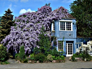 house, flourishing, wistaria, Garden