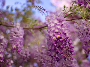 Wisteria, wistaria, purple, Flowers, twig