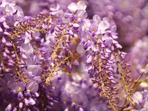 wistaria, rapprochement