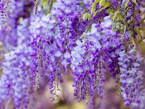 wistaria, Flowers, Violet