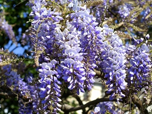 Wisteria, Blue, Flowers