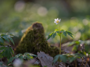 White, Wood Anemone, Leaf, Flower