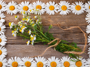 Flowers, Wood, daisy, White, chamomile