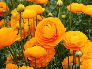 glaucoma, Asian Ranunculus, Yellow