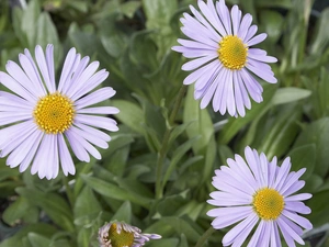 Alpine aster, White, Yellow