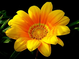 rapprochement, Dark Background, Yellow, Colourfull Flowers, Gazania