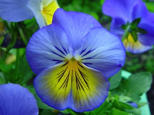 Yellow, pansy, blue