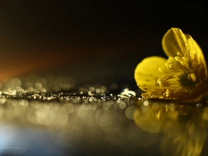 Yellow, Ranunculus, Bokeh