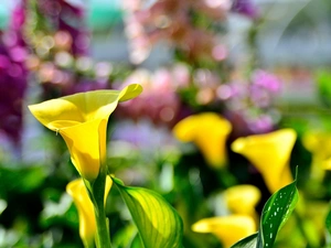 Yellow, Calla
