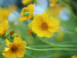 Calliopsis, Flowers, rapprochement, Yellow