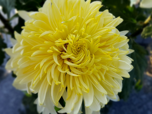 Yellow Honda, chrysanthemum