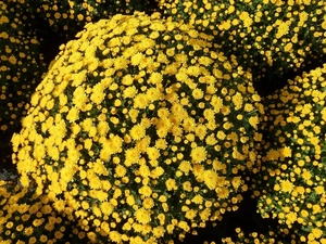 Yellow Honda, chrysanthemum