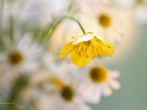 Colourfull Flowers, buttercup, Yellow