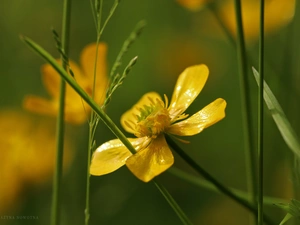 Colourfull Flowers, buttercup, Yellow