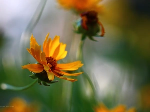 Colourfull Flowers, Coreopsis, Yellow