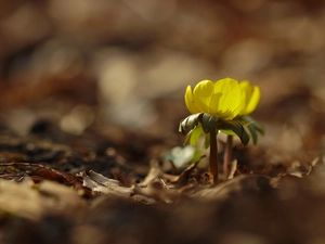 Colourfull Flowers, Eranthis, Yellow