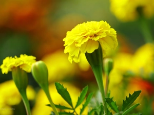 Colourfull Flowers, Tagetes, Yellow