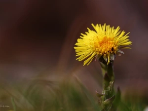 Colourfull Flowers, Common Coltsfoot, Yellow