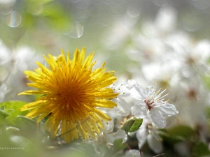 Colourfull Flowers, Common Dandelion, Yellow