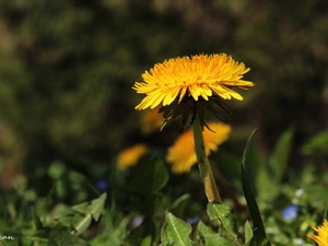 Colourfull Flowers, Common Dandelion, Yellow