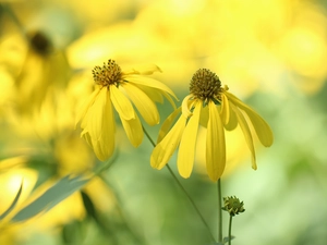 Green-headed Coneflower, Yellow, Flowers, Two cars