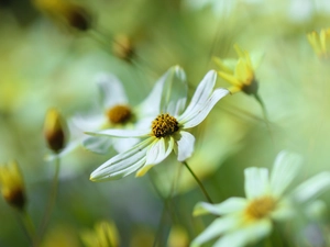 Colourfull Flowers, Coreopsis Verticillata, Yellow