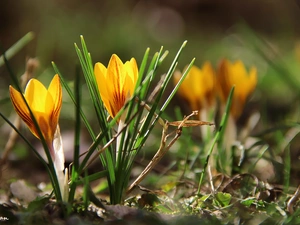 crocus, Yellow