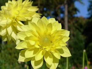 Yellow, Flowers, dahlias