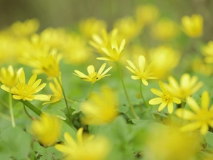 fig buttercup, Flowers, Yellow