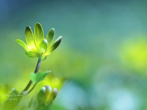 Colourfull Flowers, fig buttercup, Yellow