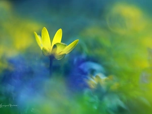 Colourfull Flowers, fig buttercup, Yellow