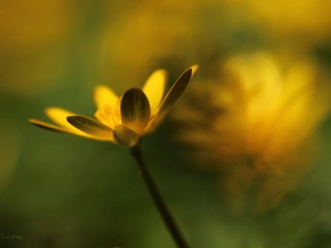 Colourfull Flowers, fig buttercup, Yellow